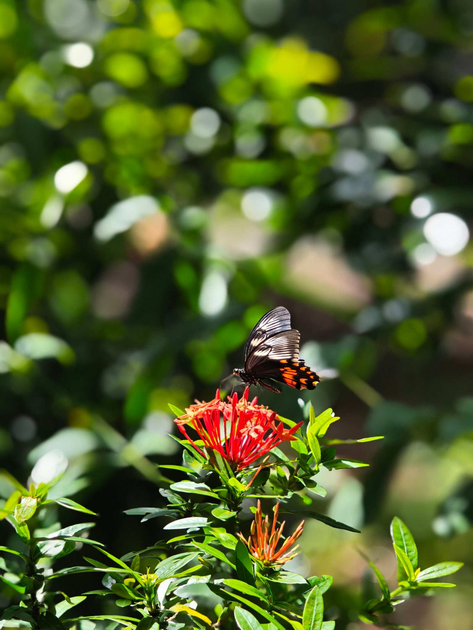butterfly-on-flower